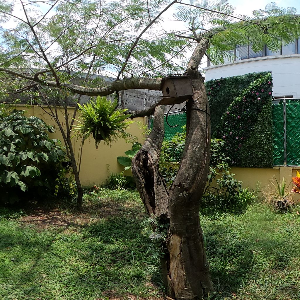 JARDIN TRASERO