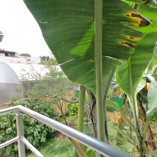BALCON 