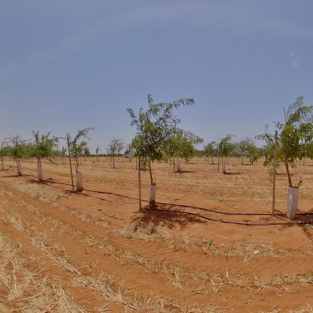 Tree density: 2m spacing, Rootstock: Garnem