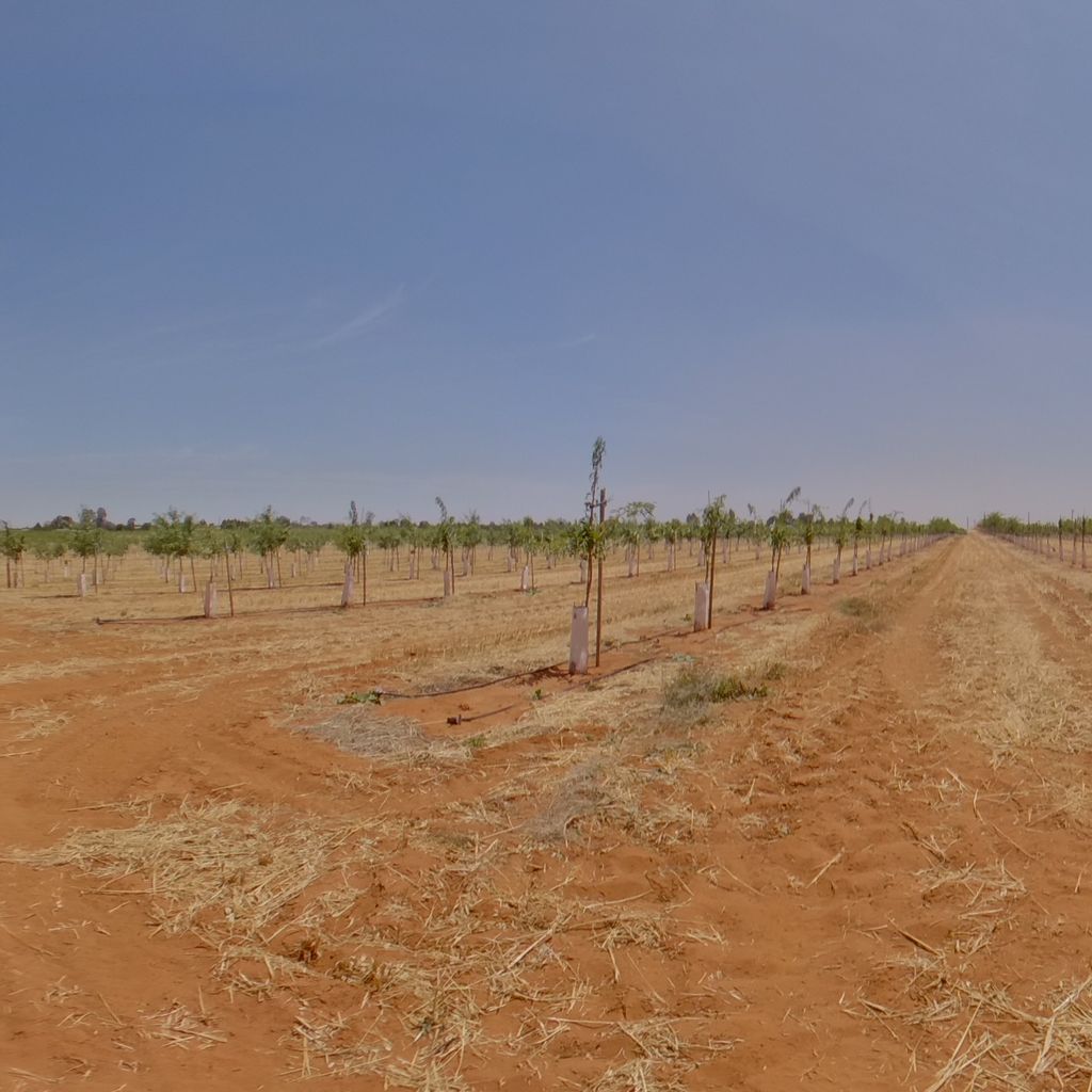 East end of orchard