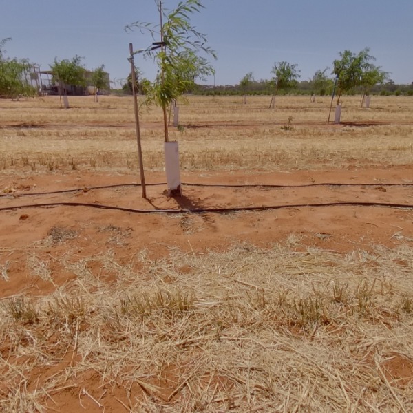 Tree density: 4m spacing, Rootstock: RP20