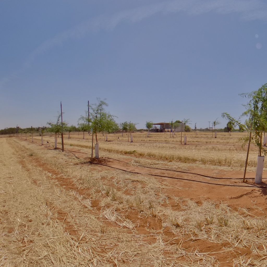 Tree density: 4m spacing, Rootstock: Nemaguard