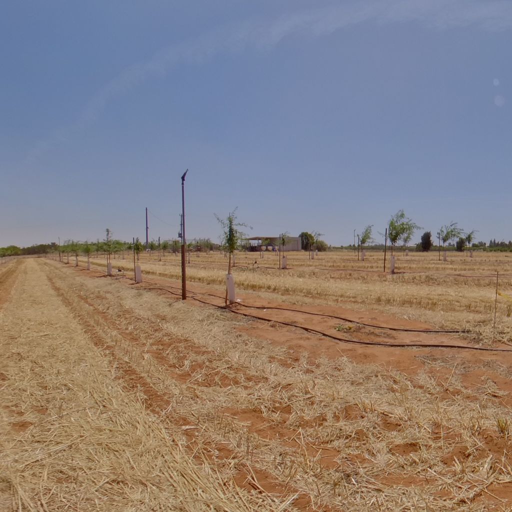 Tree density: 4m spacing, Rootstock:RP40