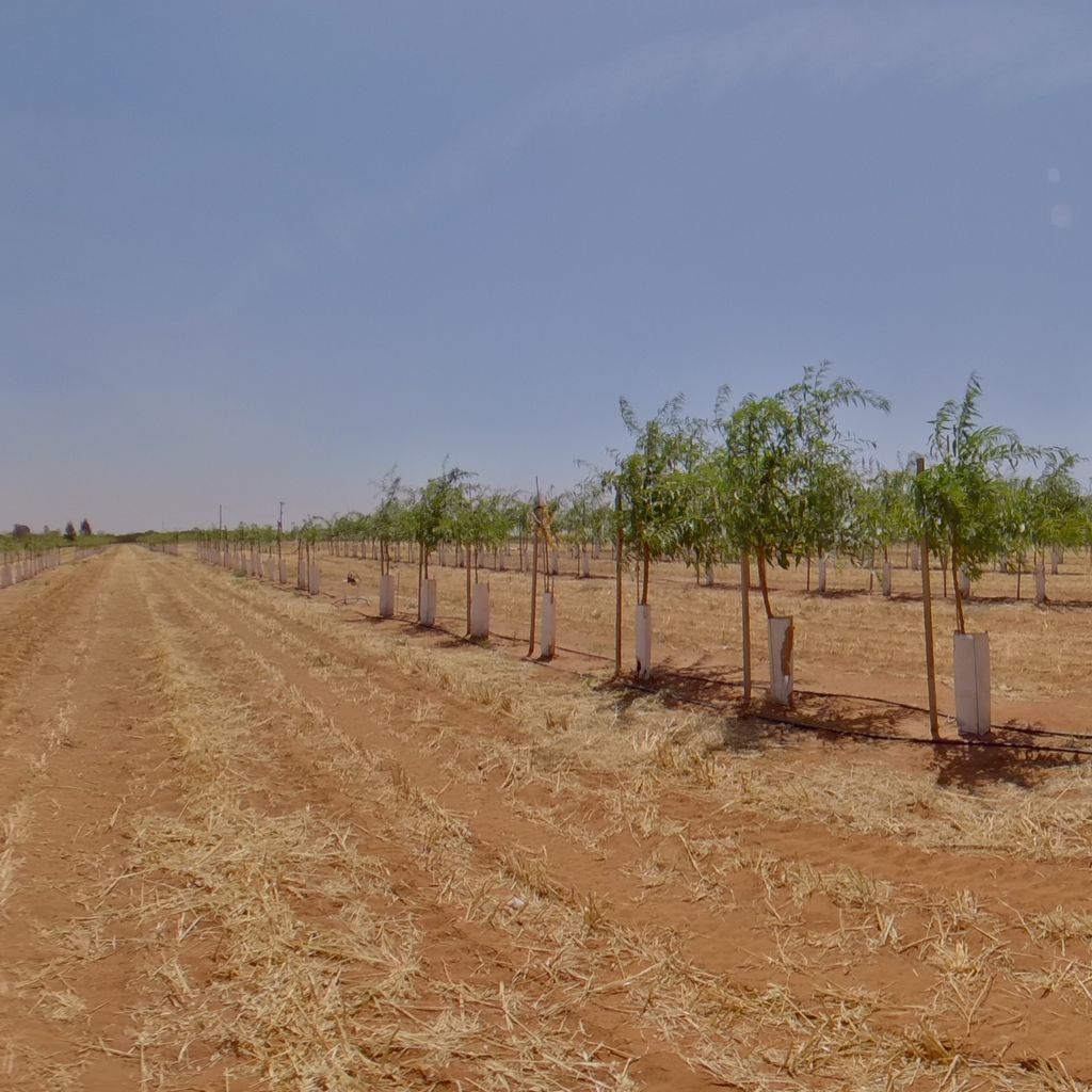 Tree density: 1m spacing, Rootstock:  Garnem