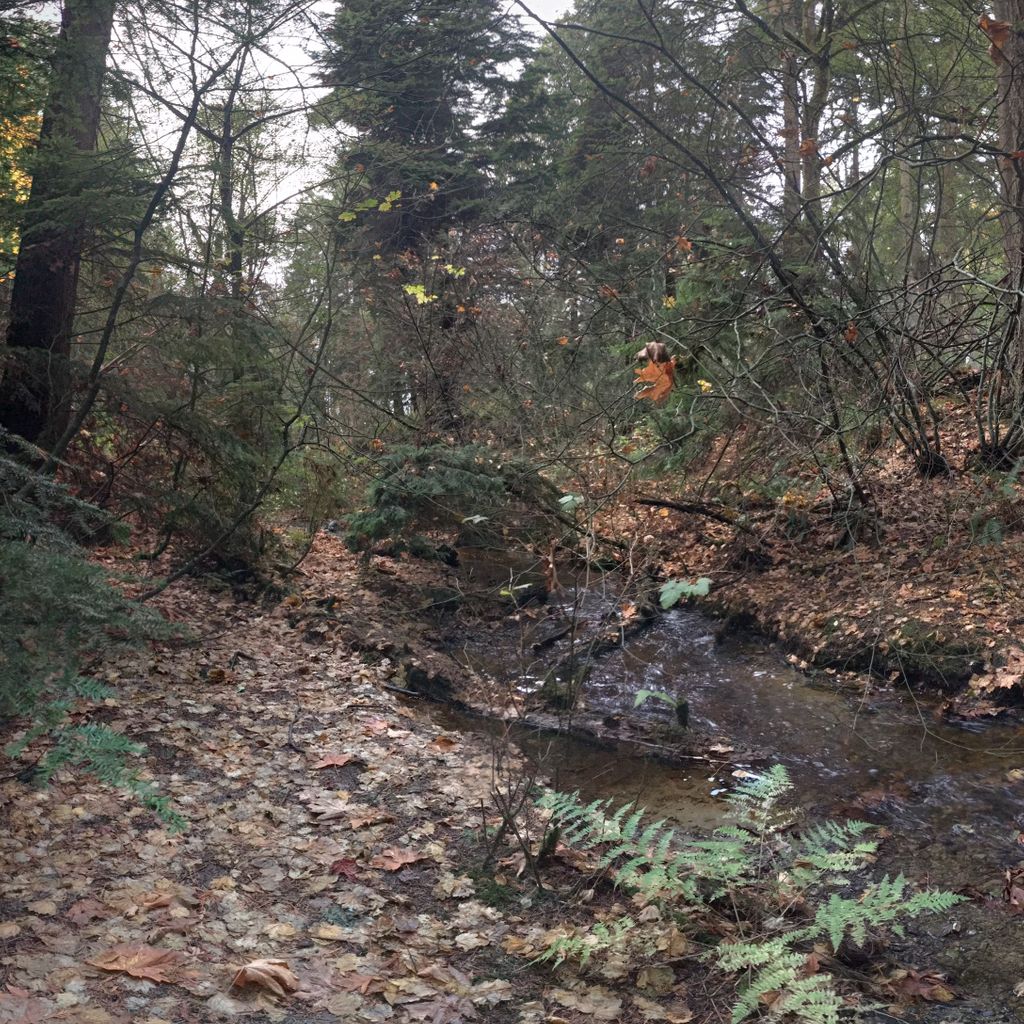 Musqueam Creek