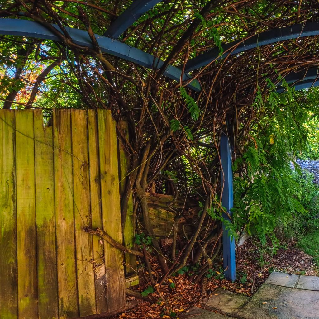 Side Garden
