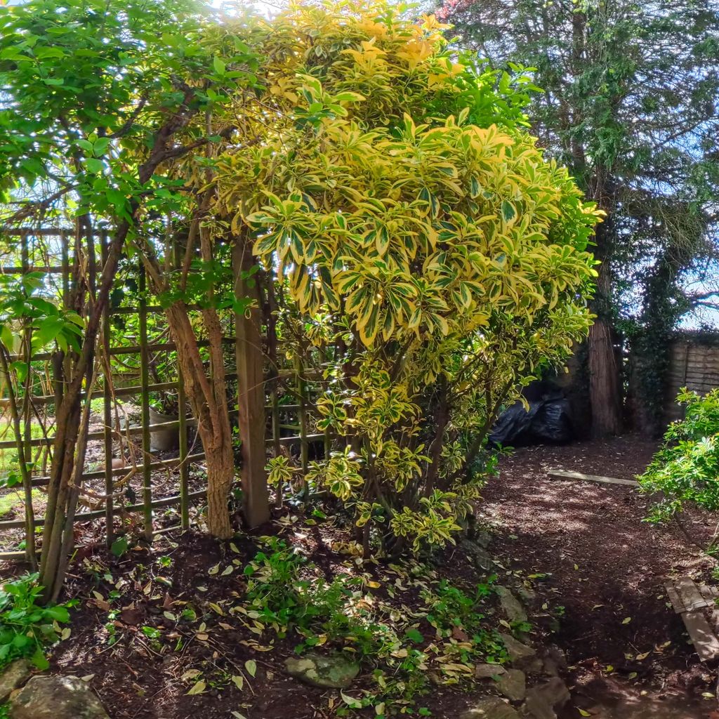 Garden alley