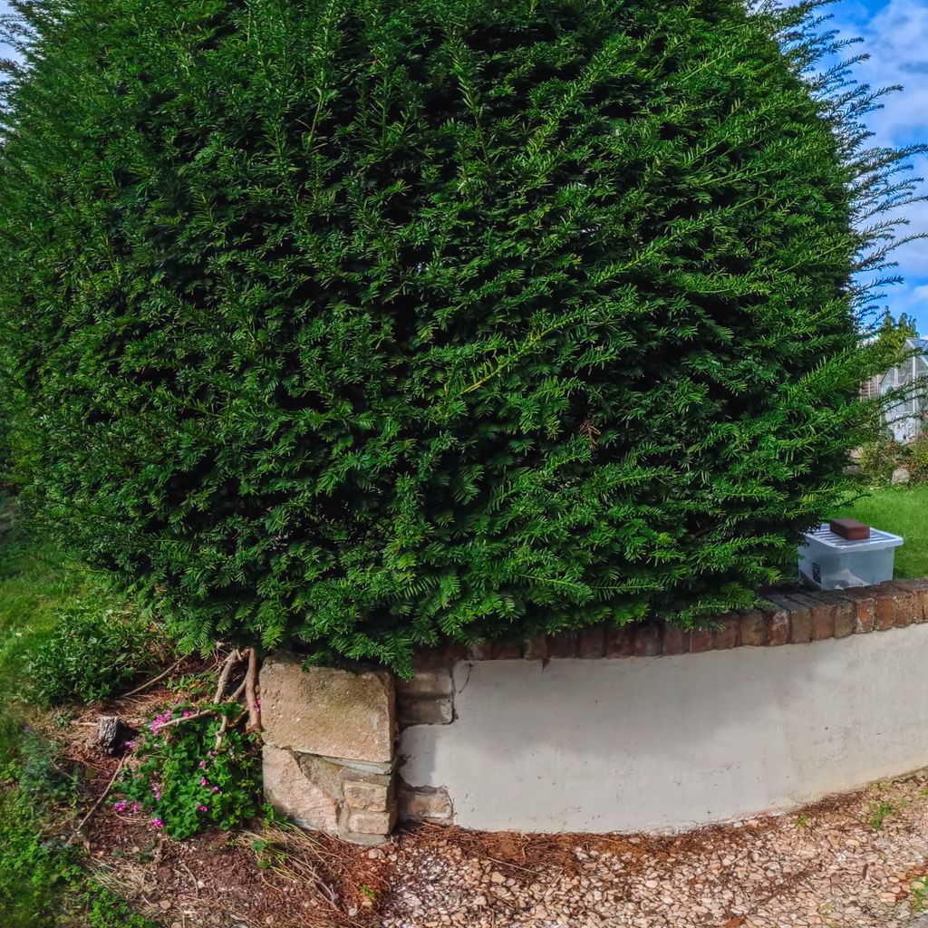 Side garden