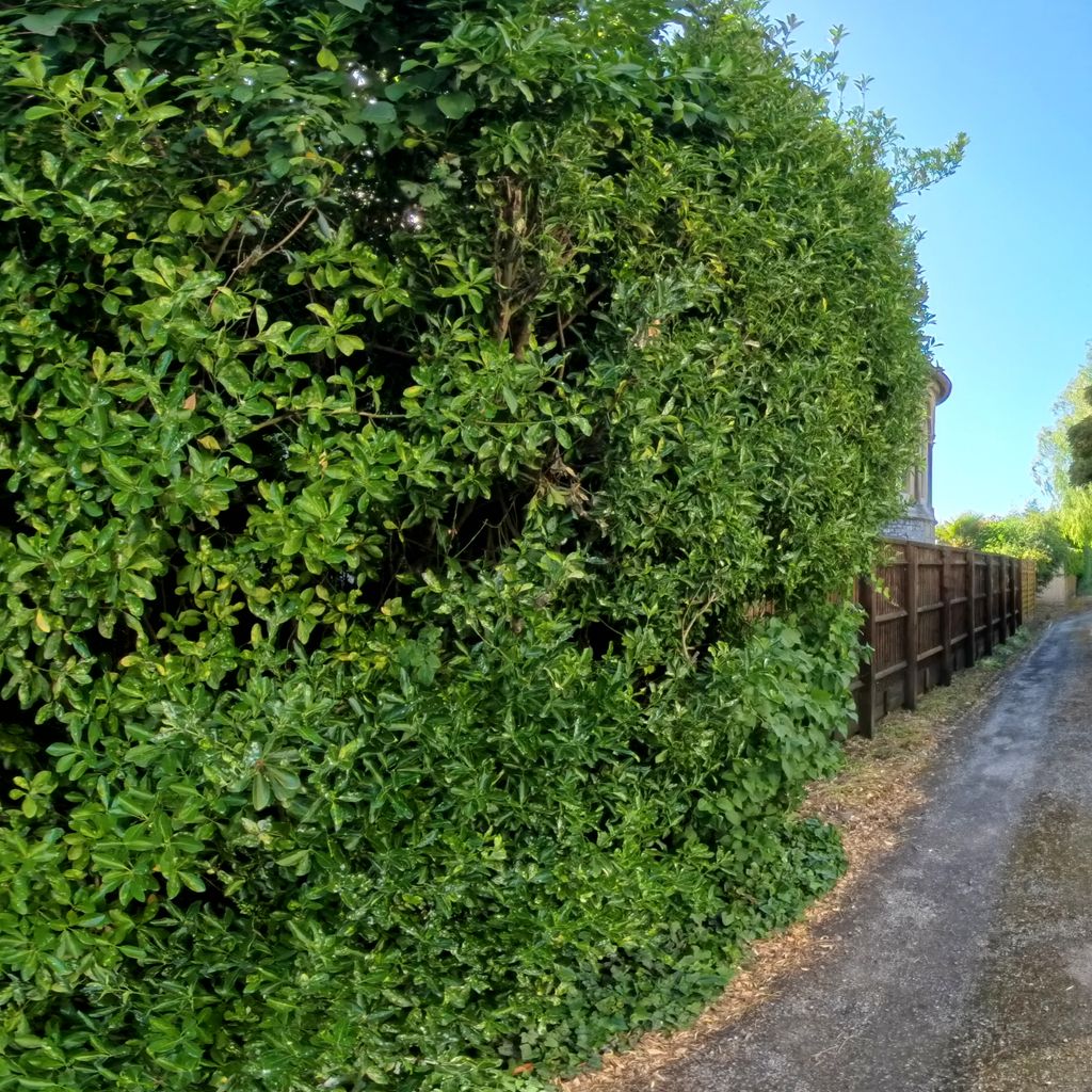 Garden 8