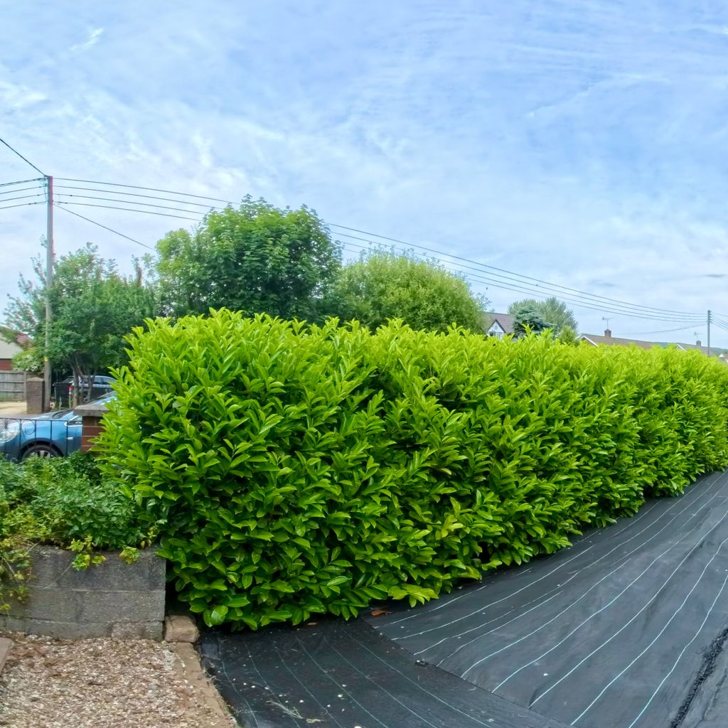 Side Garden
