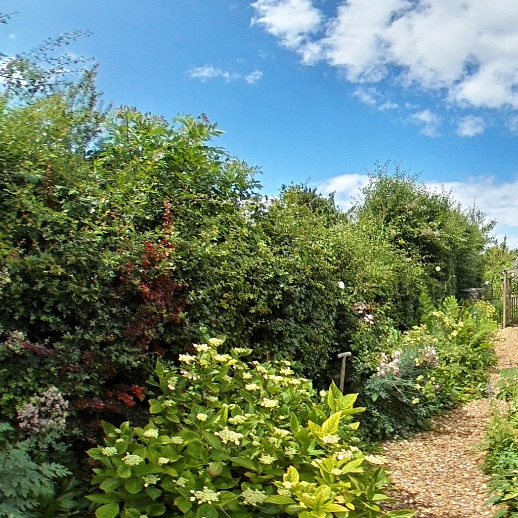 Garden 2