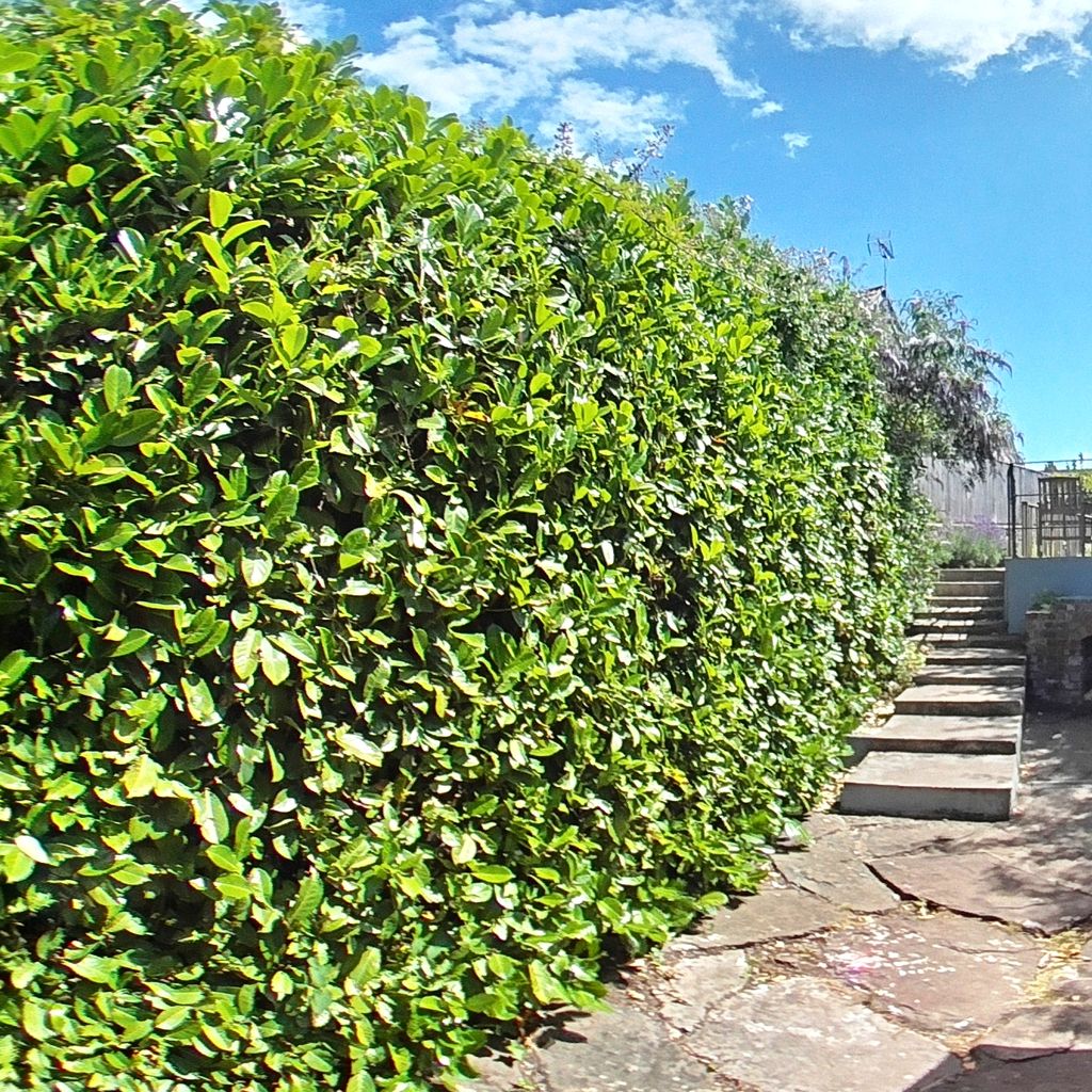 Garden 6