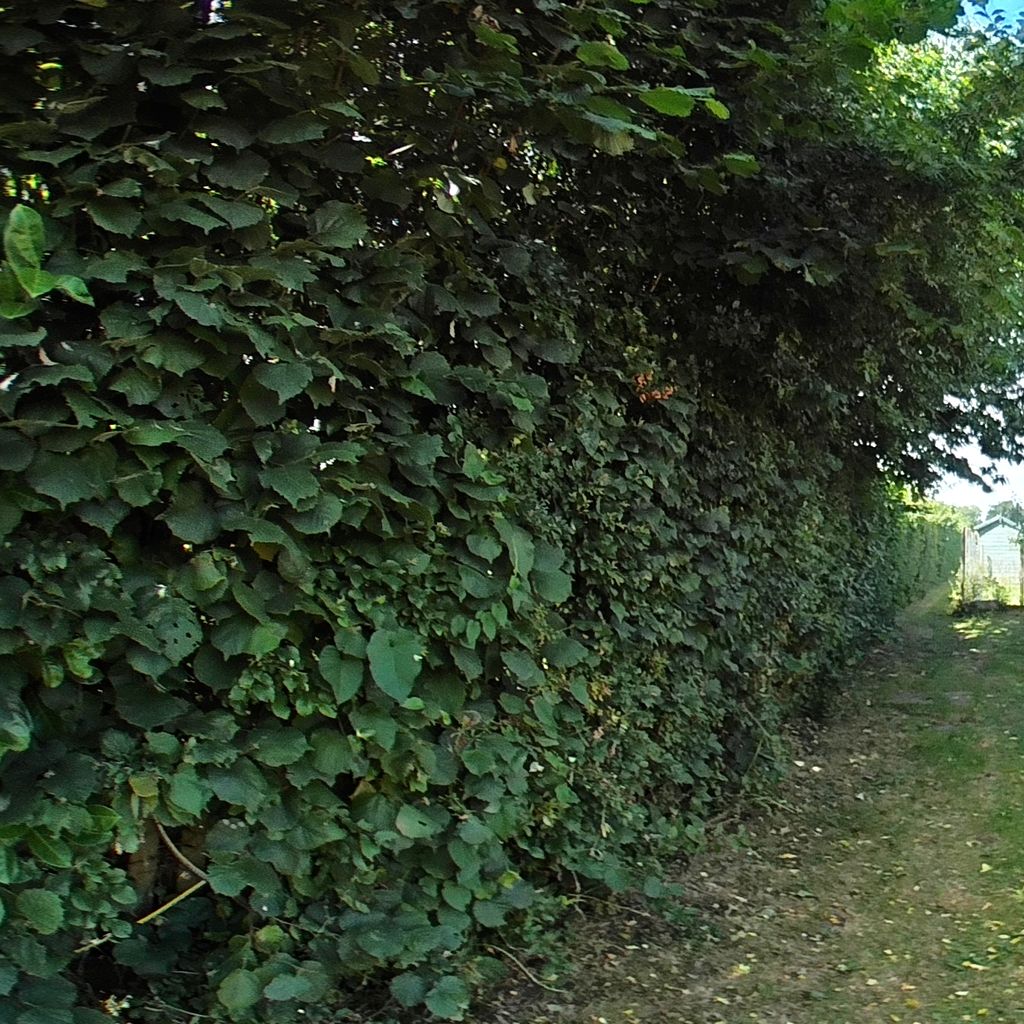 Garden 7