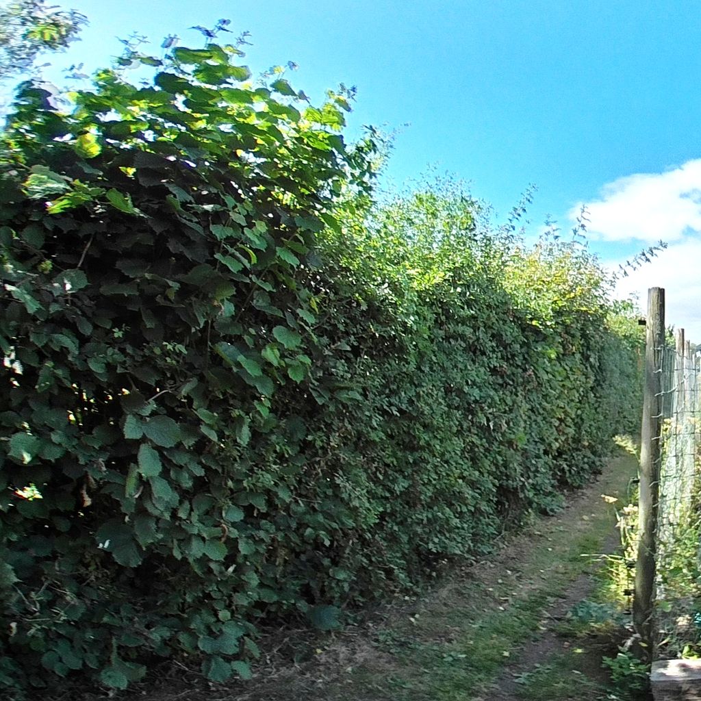 Garden 8