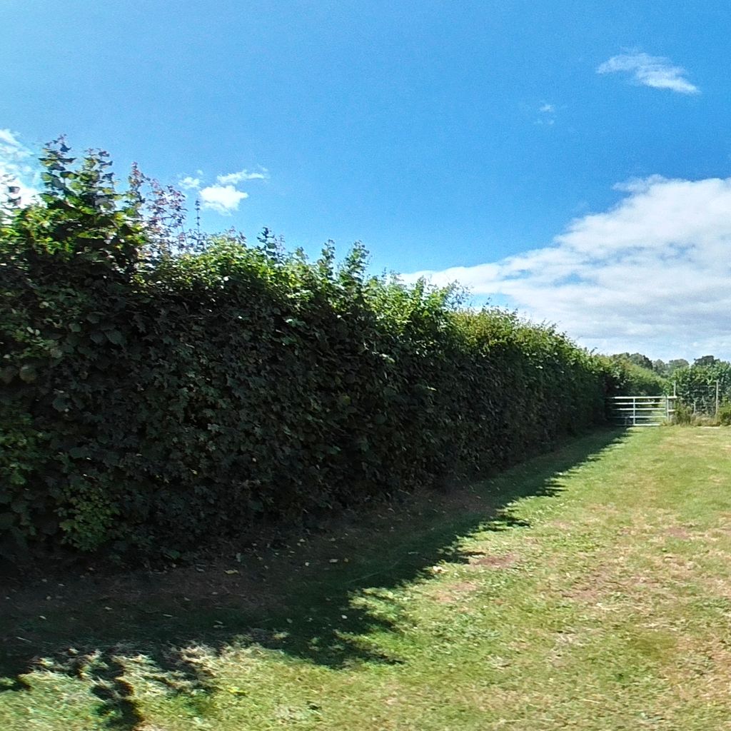 garden 9