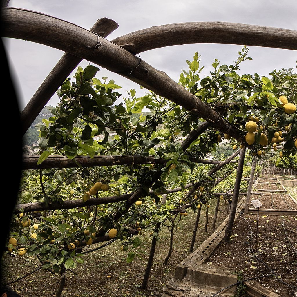 Photo Citronniers 4