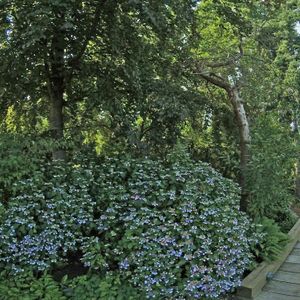 Island Park Walk