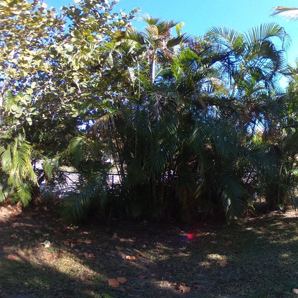 Side Yard