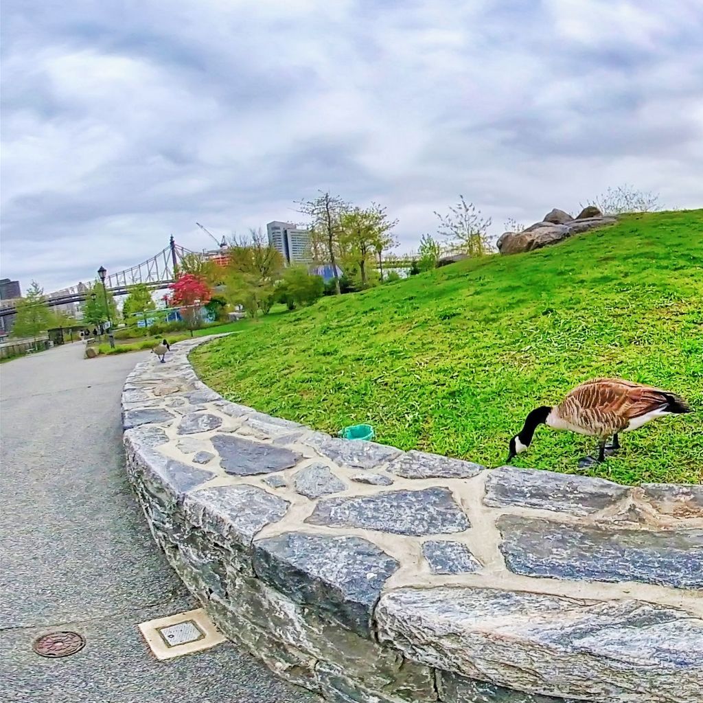 Roosevelt Island - Geese
