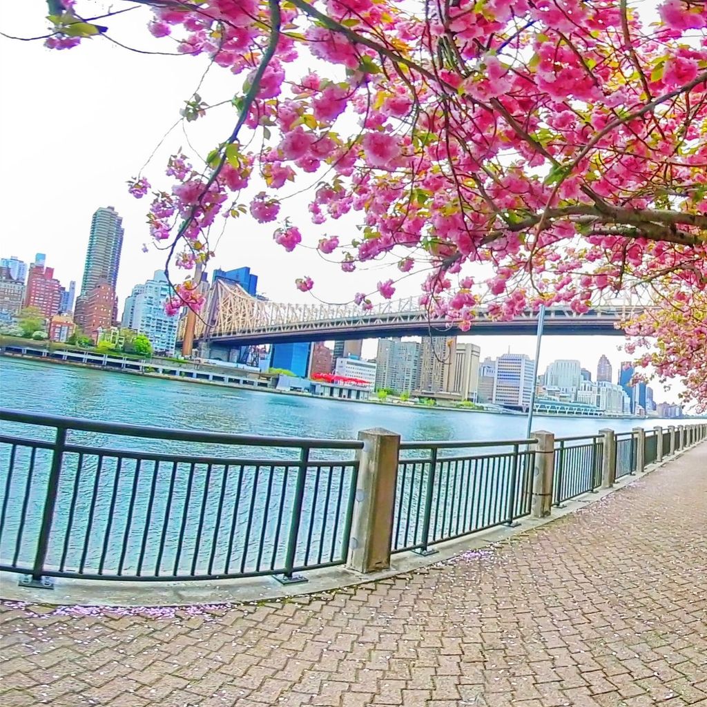 Roosevelt Island - Water