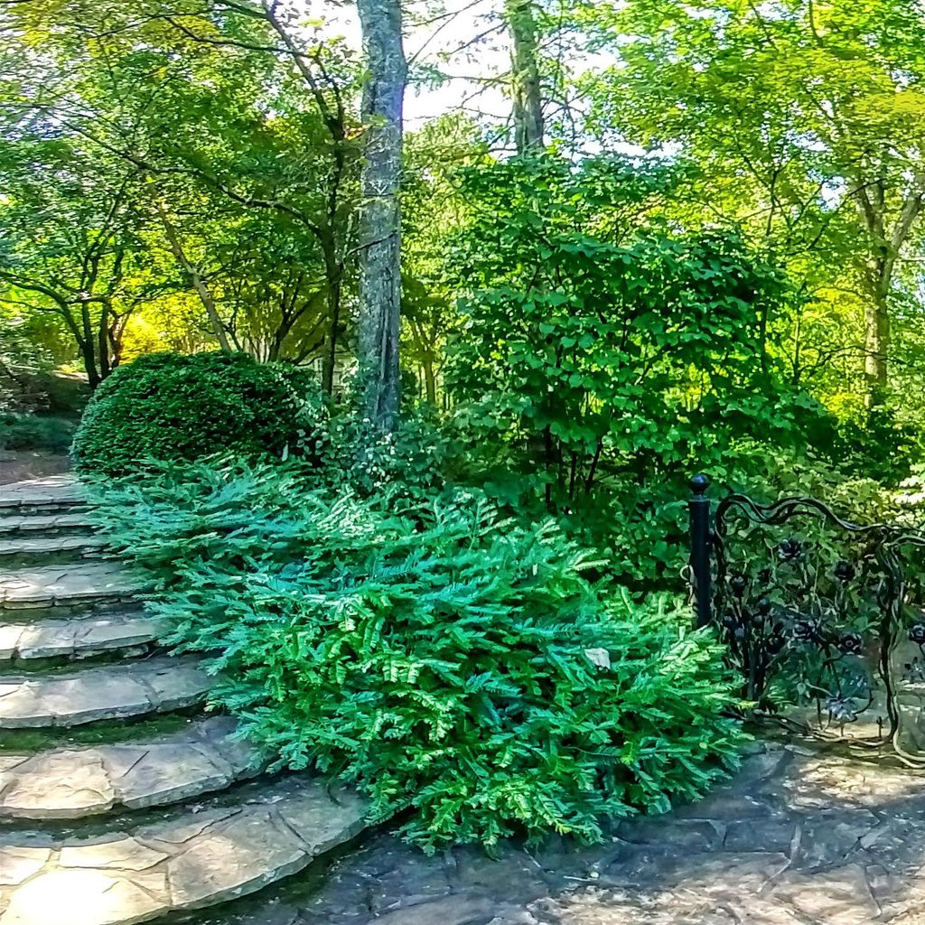 Rose Arbor - Gate
