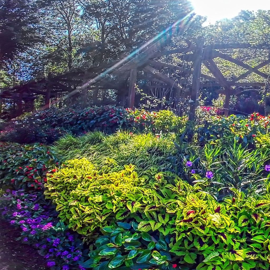 Rose Arbor 7