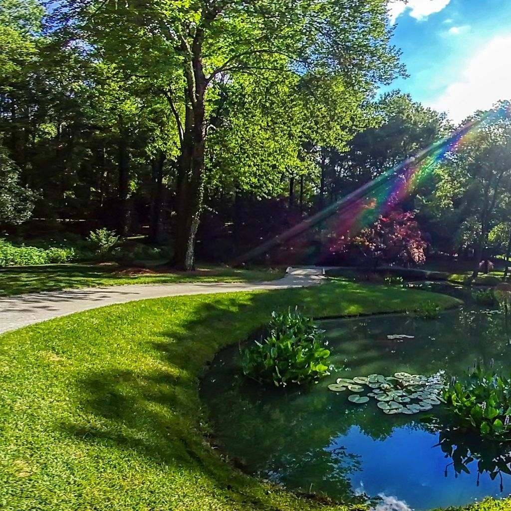 Waterlily Gardens 1