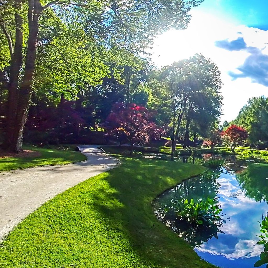 Waterlily Gardens 2