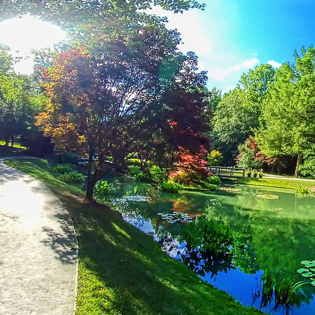 Waterlily Gardens 