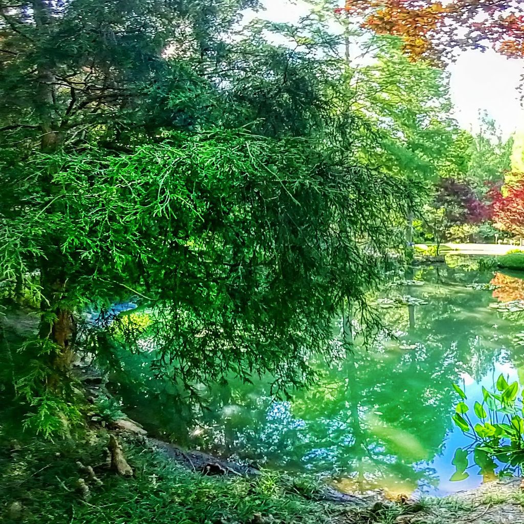 Monet Pond 1