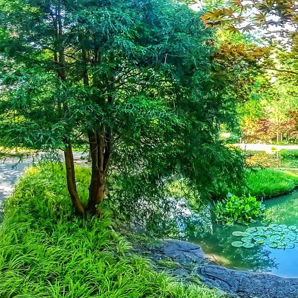 Monet Pond 2