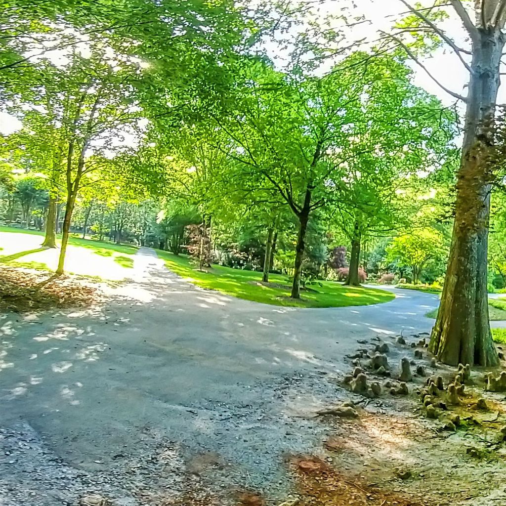 Monet Pond 3