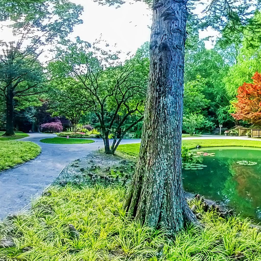 Monet Pond - Middle