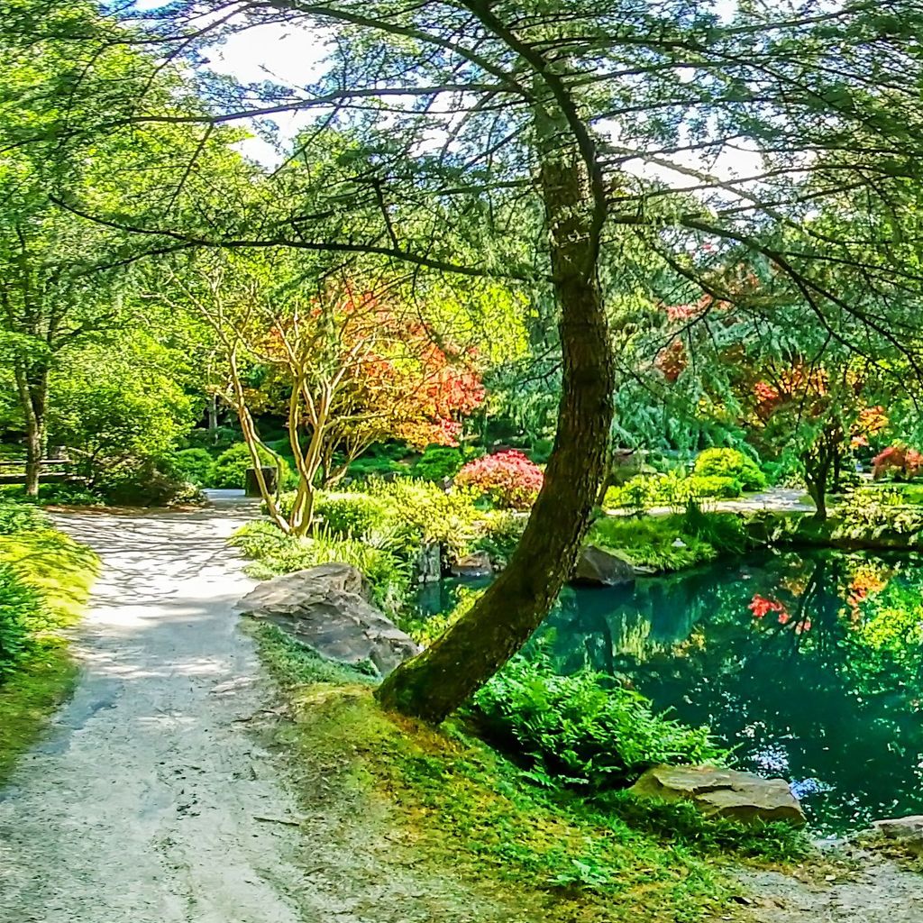 Japanese Garden - Beginning 1