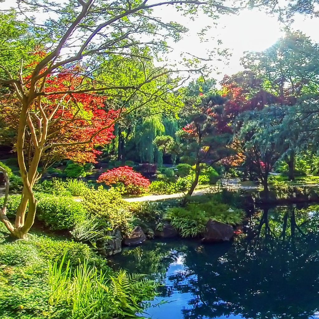 Japanese Garden - Beginning 2