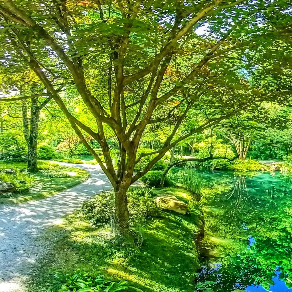 Japanese Garden - Beginning 3