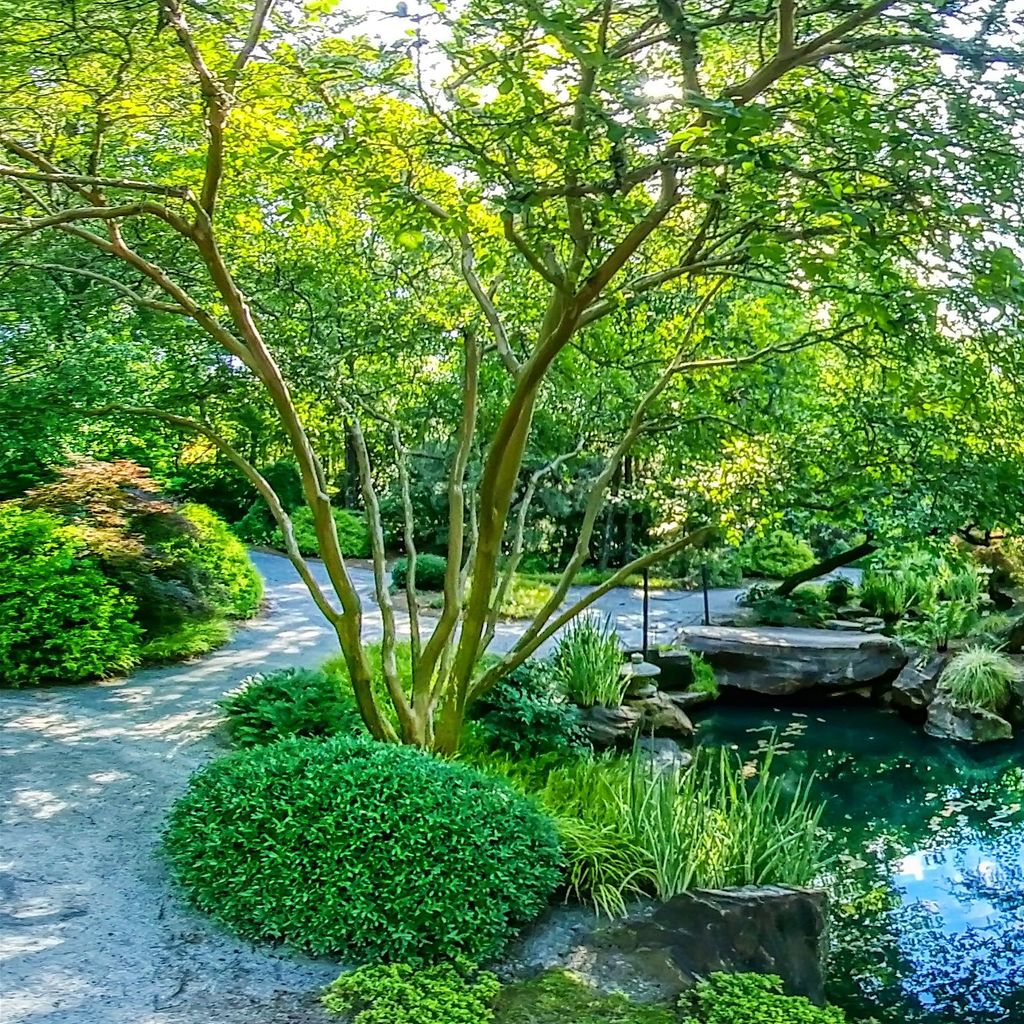 Japanese Garden - Beginning 4