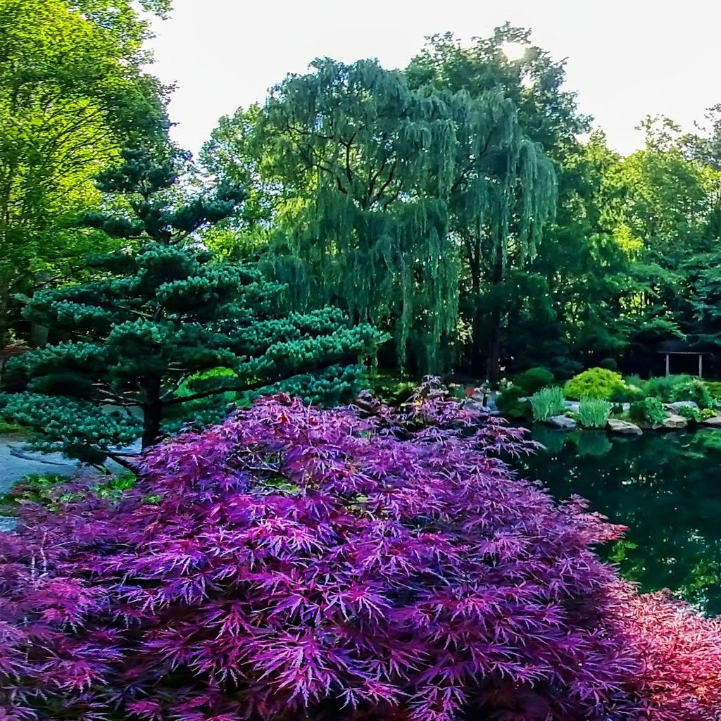 Japanese Garden - Island 2