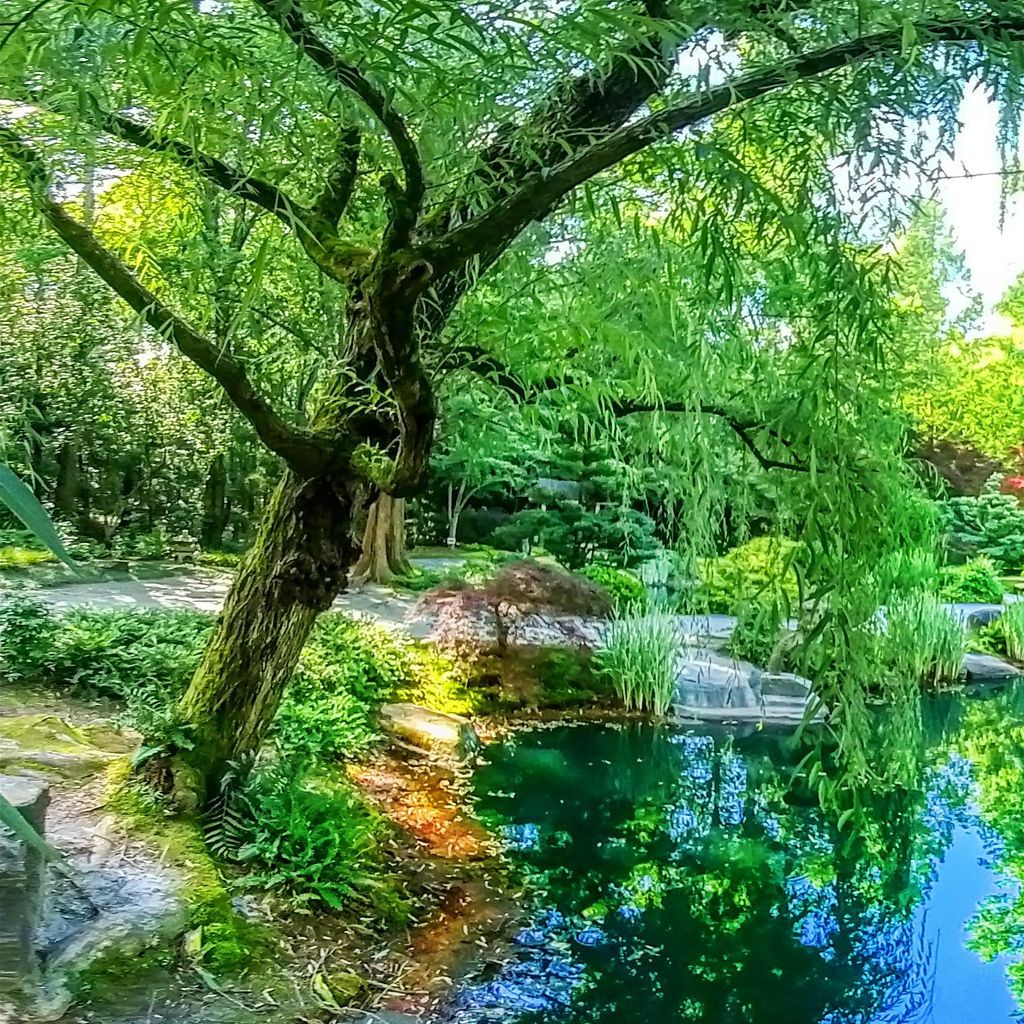 Japanese Garden - Island 4