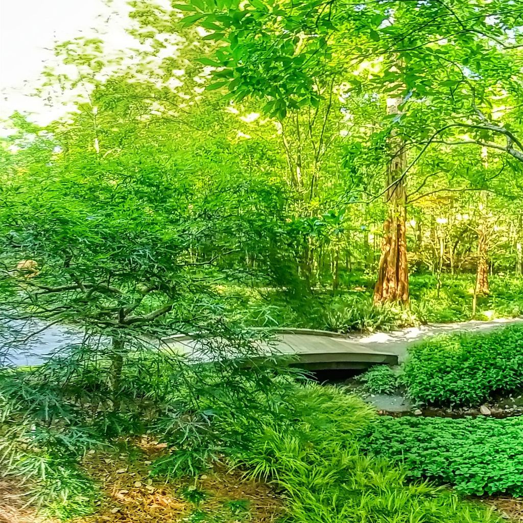 Fern Dell 1