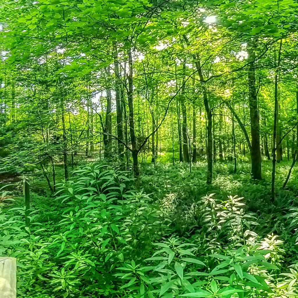 Fern Dell 2
