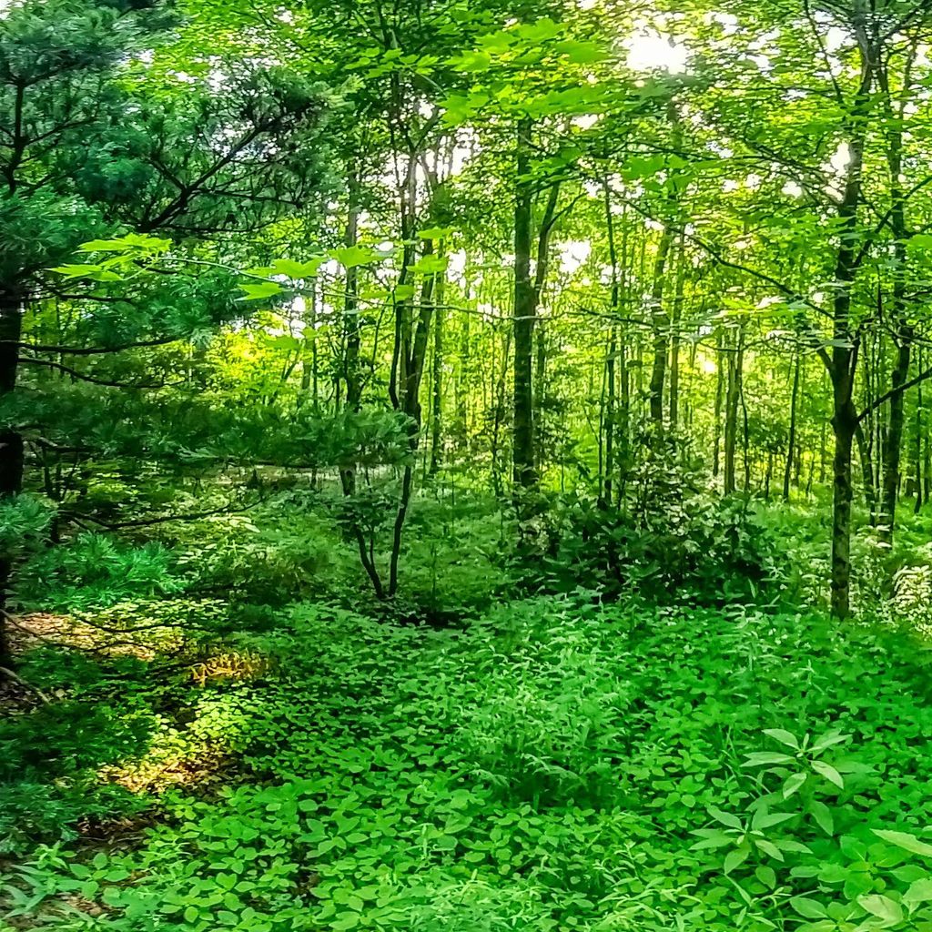 Fern Dell 3