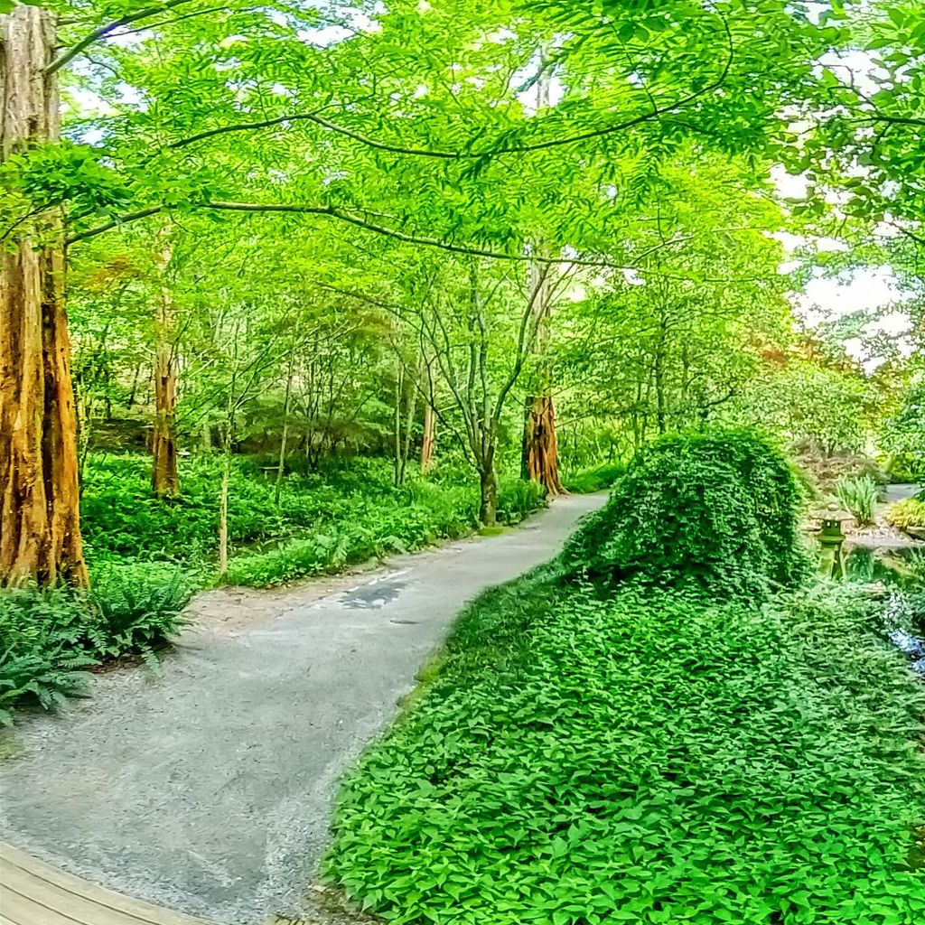 Fern Dell 4