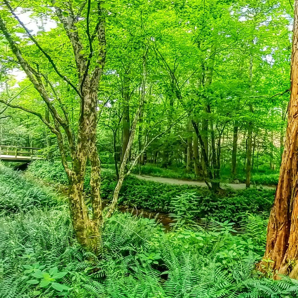 Fern Dell 5