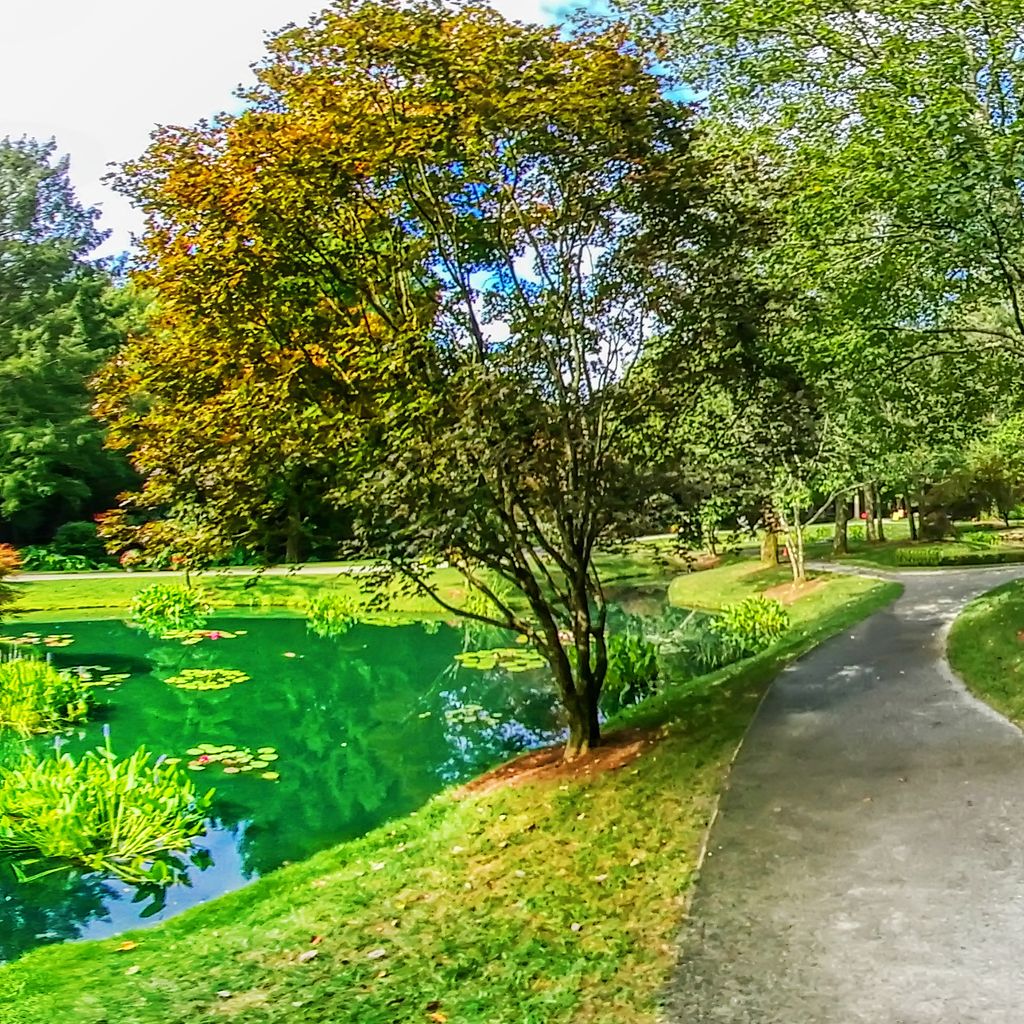 360 Waterlily Roses