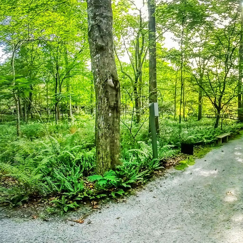 Zig Zag Path 