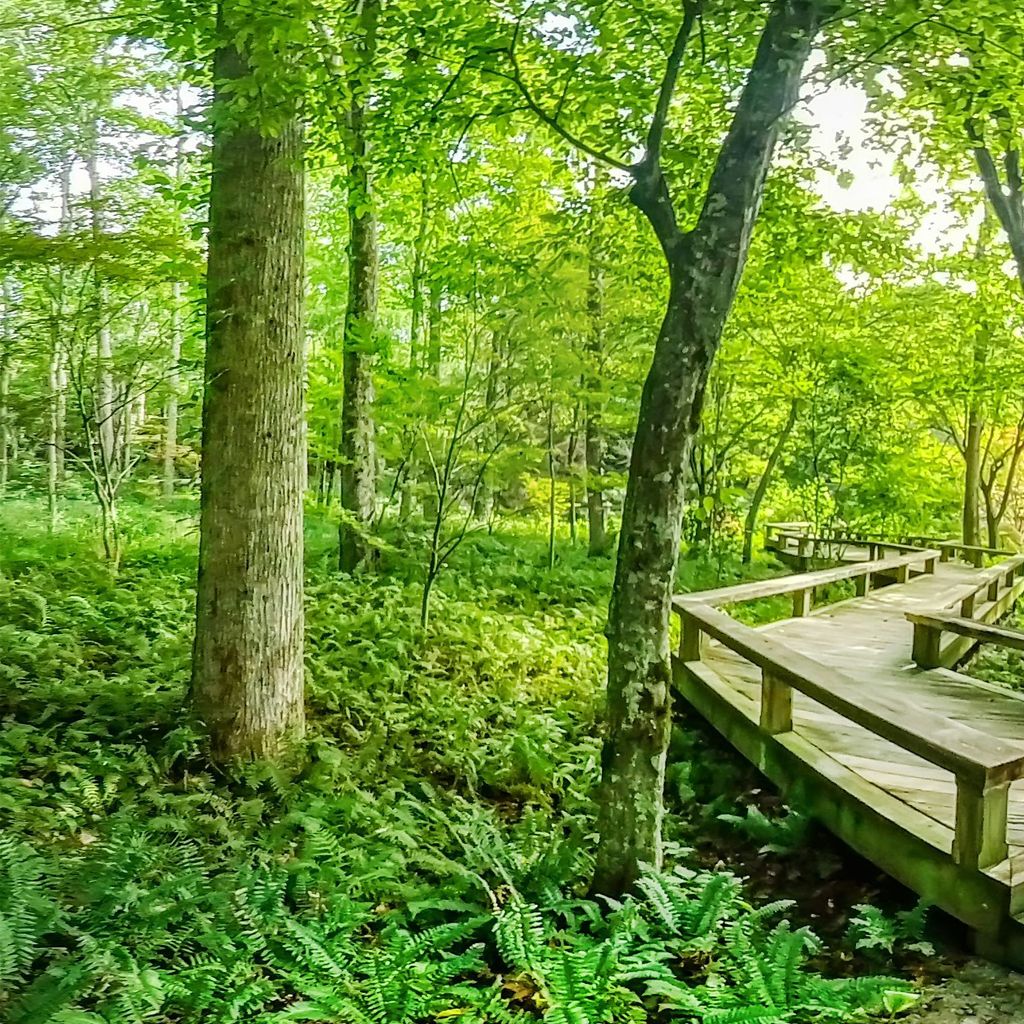 Zig Zag Bridge 2