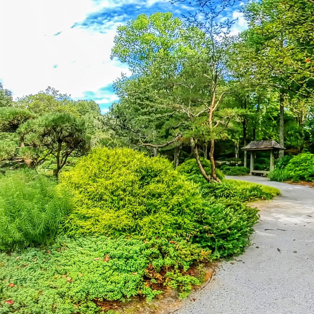 Japanese Garden - Middle 5
