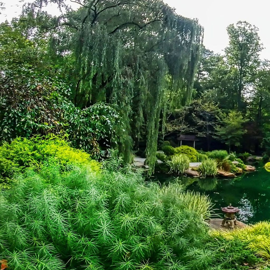 Japanese Garden - Island 10