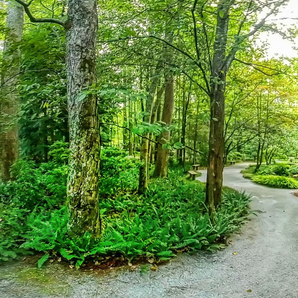 Fern Dell 6